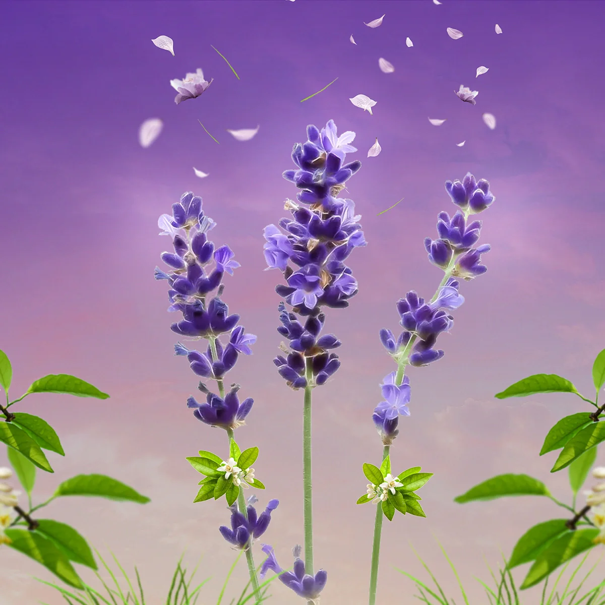 Midnight Blossom - Parfum - Image 4